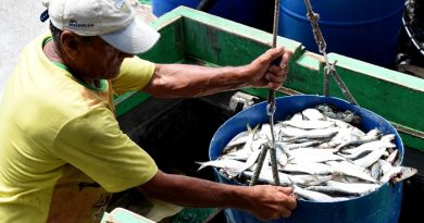 Angra mantém protagonismo na pesca da sardinha