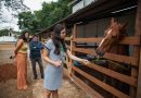 Projeto de Equoterapia beneficia mais de 120 pacientes em Paracambi
