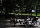 Nova York quer proibir passeios de carruagem no Central Park após morte de adolescente
