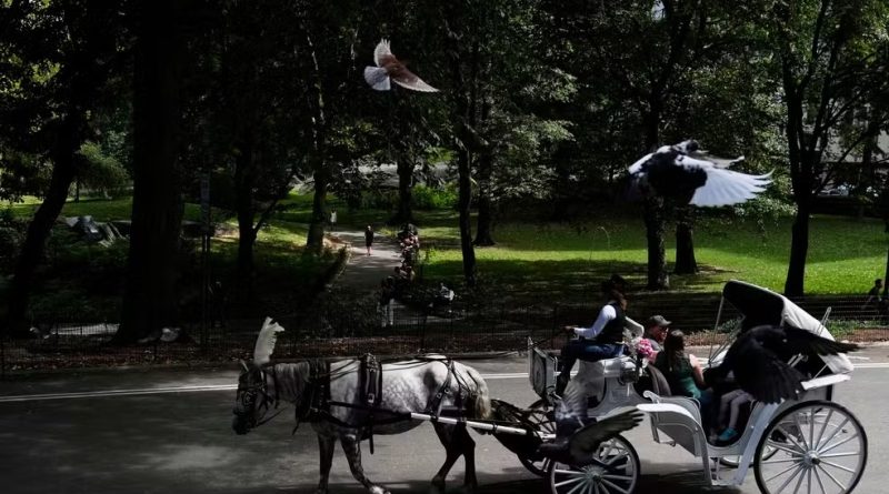 Nova York quer proibir passeios de carruagem no Central Park após morte de adolescente