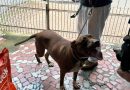 Secretaria de Defesa Animal e Guarda Municipal de Volta Redonda resgatam animais em situação de maus-tratos no Aterrado