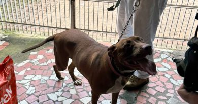 Secretaria de Defesa Animal e Guarda Municipal de Volta Redonda resgatam animais em situação de maus-tratos no Aterrado