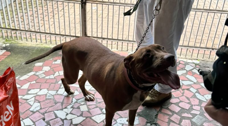 Secretaria de Defesa Animal e Guarda Municipal de Volta Redonda resgatam animais em situação de maus-tratos no Aterrado