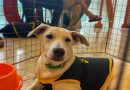 Campanha de adoção de animais da Prefeitura de Nova Iguaçu acontece neste sábado (3), no TopShopping