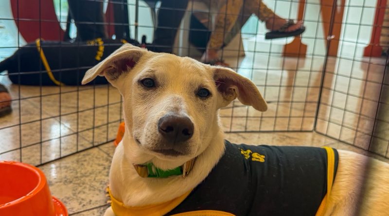 Campanha de adoção de animais da Prefeitura de Nova Iguaçu acontece neste sábado (3), no TopShopping