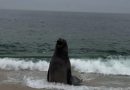 Elefante-marinho aparece em praia de Maricá