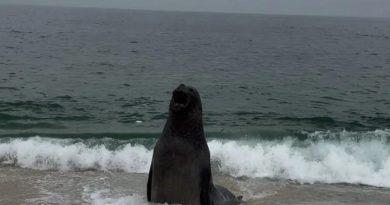 Elefante-marinho aparece em praia de Maricá