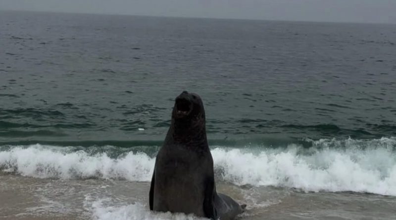 Elefante-marinho aparece em praia de Maricá