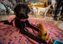 Shopping Nova Iguaçu recebe campanha de adoção de cães e gatos no domingo (18)