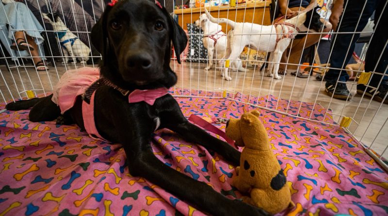 Shopping Nova Iguaçu recebe campanha de adoção de cães e gatos no domingo (18)