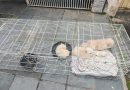 Prefeitura de Volta Redonda resgata 13 cães da raça Spitz Alemão mantidos em canil clandestino