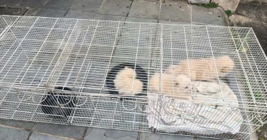 Prefeitura de Volta Redonda resgata 13 cães da raça Spitz Alemão mantidos em canil clandestino