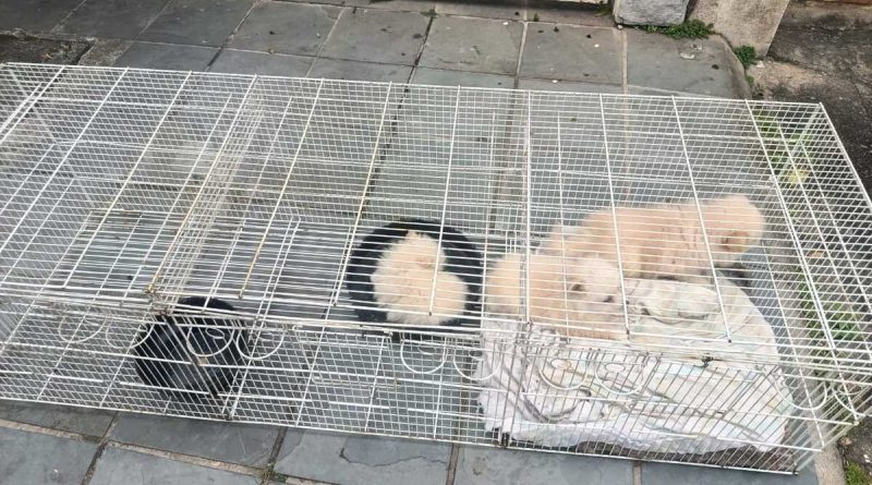Prefeitura de Volta Redonda resgata 13 cães da raça Spitz Alemão mantidos em canil clandestino