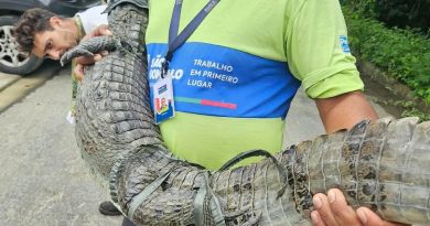 São Gonçalo: ASAS devolve dois jacarés e dois cágados à natureza