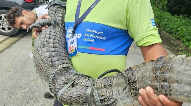 São Gonçalo: ASAS devolve dois jacarés e dois cágados à natureza